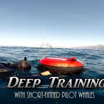 Canaries 2014 Training with Pilot Whale