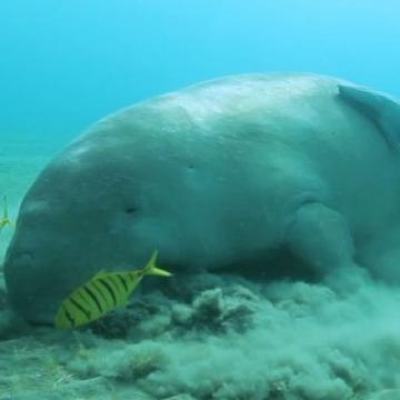 Dugong